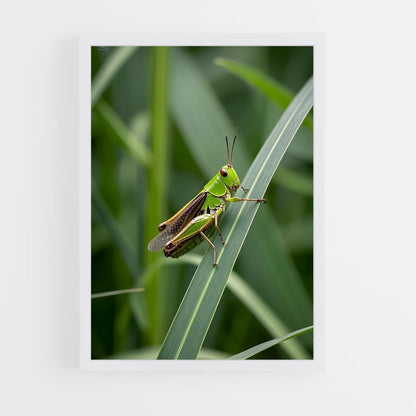ap-grasshopper-9 cadre Blanc