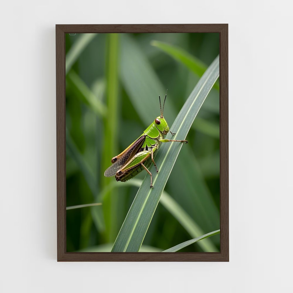 ap-grasshopper-9 cadre Bois foncé