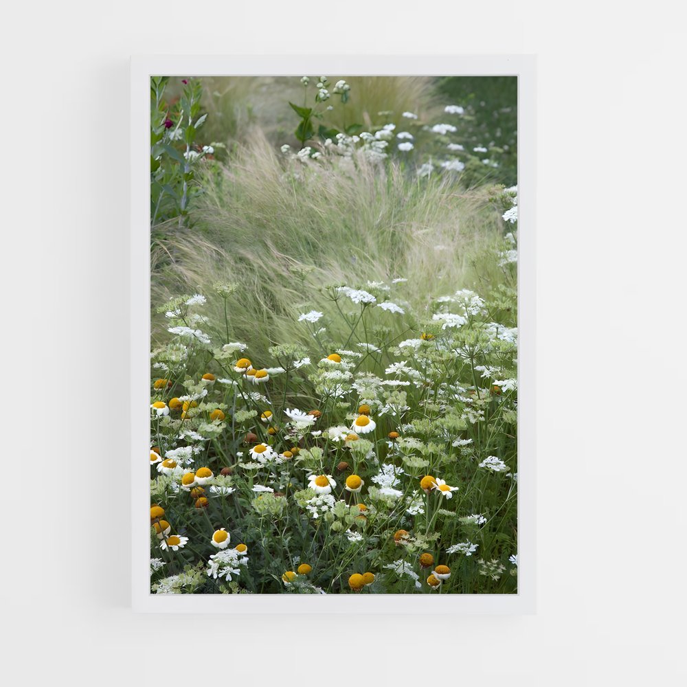 ap-grassland-1 cadre Blanc