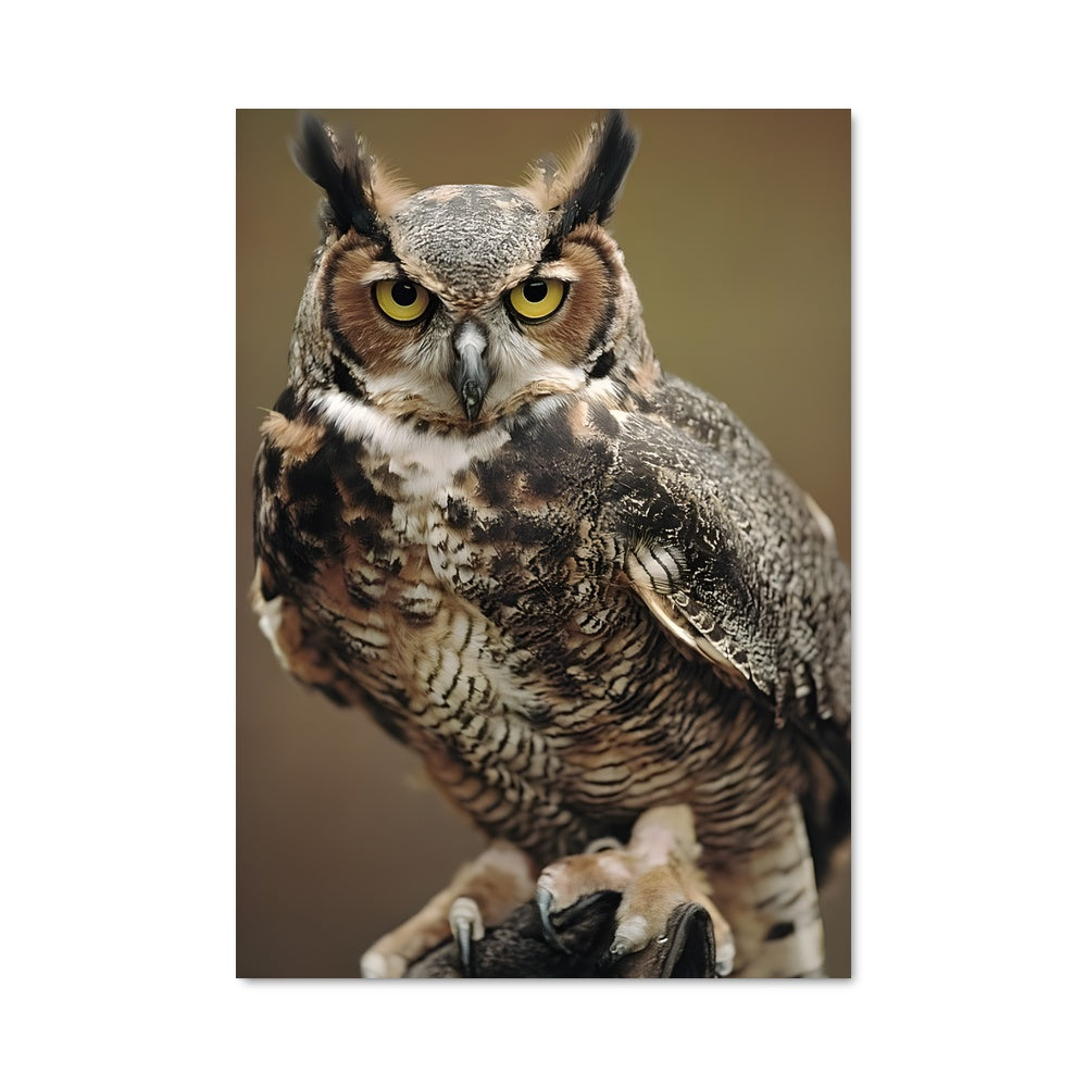 Poster La Chouette Impériale