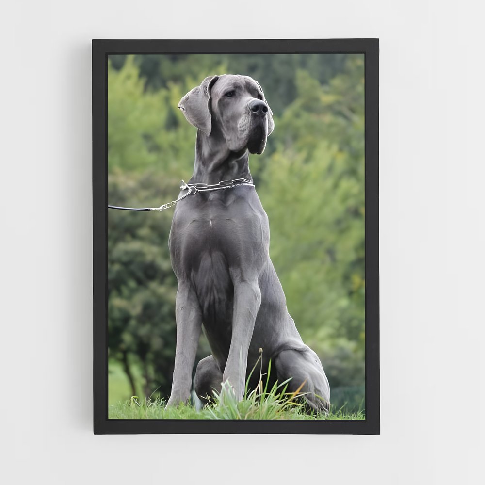 ap-great dane-1 cadre Noir