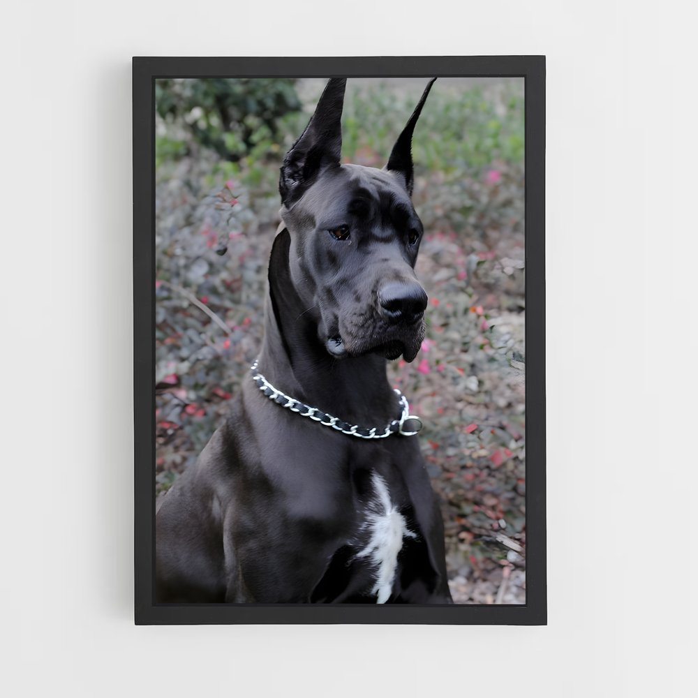 ap-great dane-3 cadre Noir