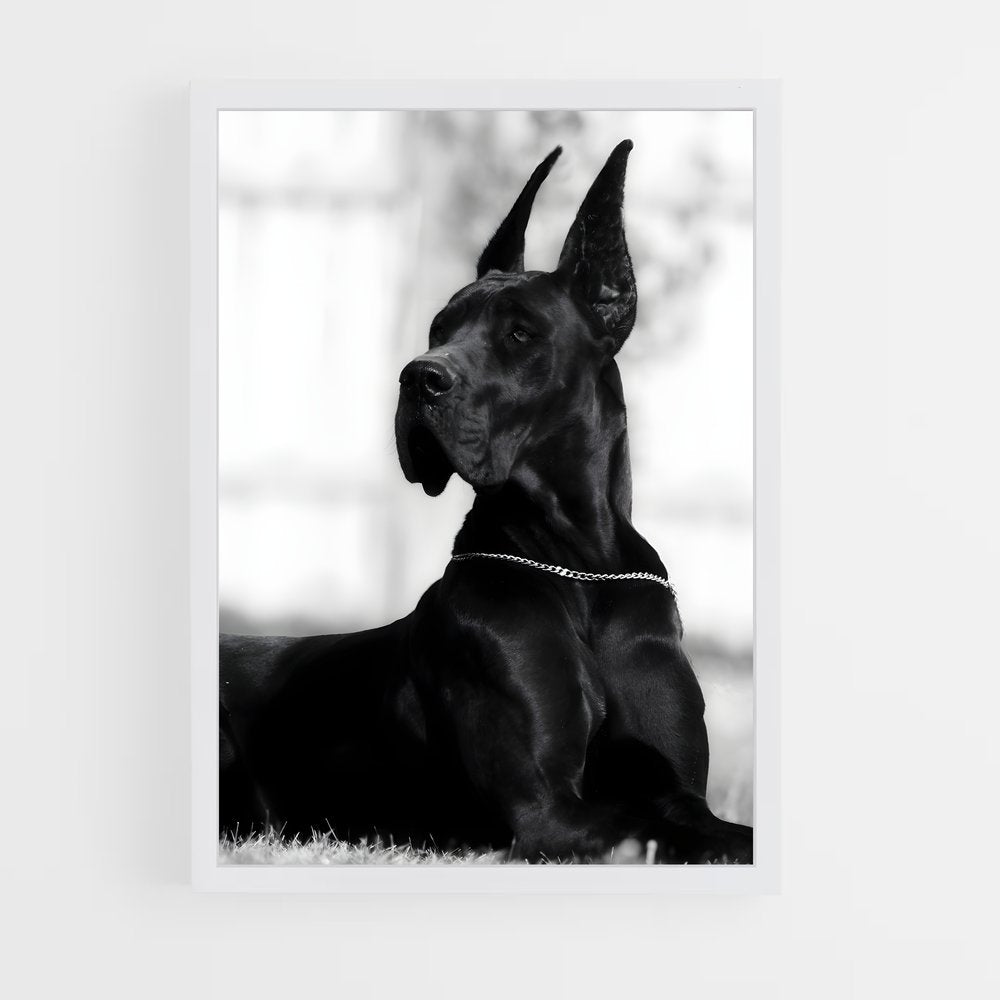 ap-great dane-4 cadre Blanc