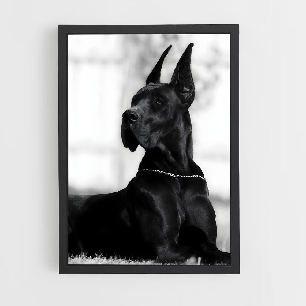 ap-great dane-4 cadre Noir