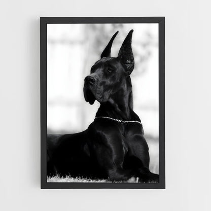 ap-great dane-4 cadre Noir