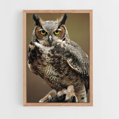 ap-great horned owl-2 cadre Bois clair