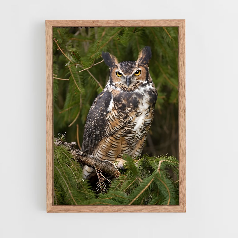 ap-great horned owl-3 cadre Bois clair