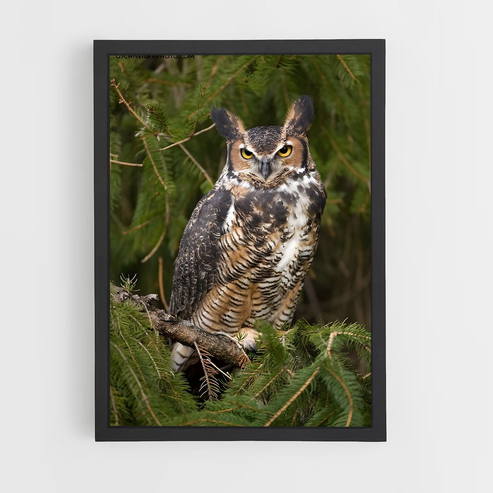 ap-great horned owl-3 cadre Noir
