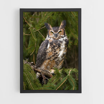 ap-great horned owl-3 cadre Noir