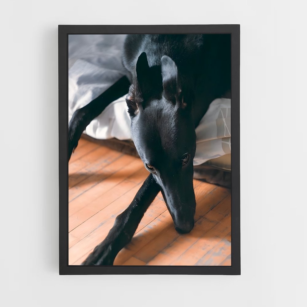 ap-greyhound-11 cadre Noir