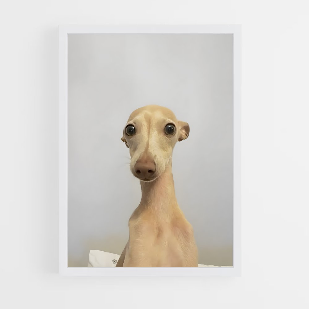 ap-greyhound-6 cadre Blanc