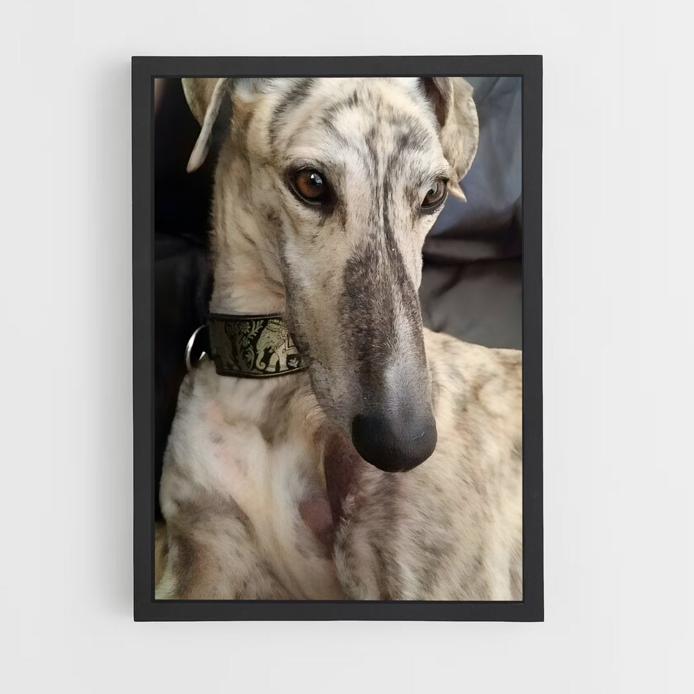 ap-greyhound-7 cadre Noir