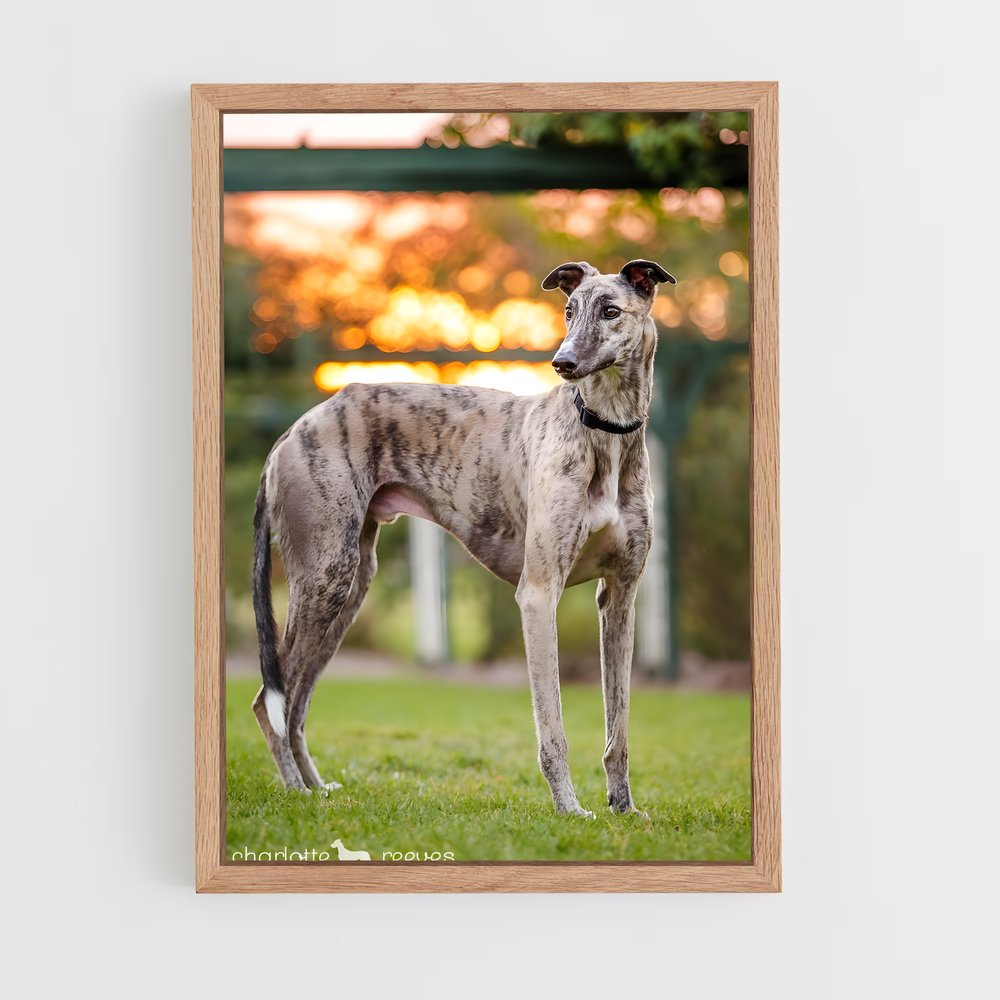 ap-greyhound-8 cadre Bois clair
