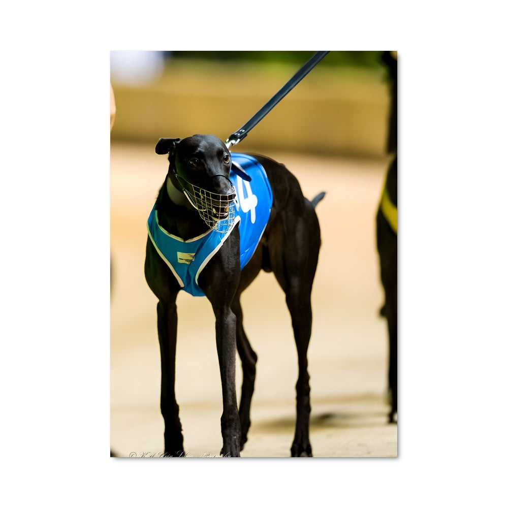 Poster Greyhound Star