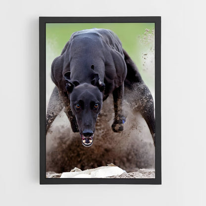 ap-greyhound racing-2 cadre Noir