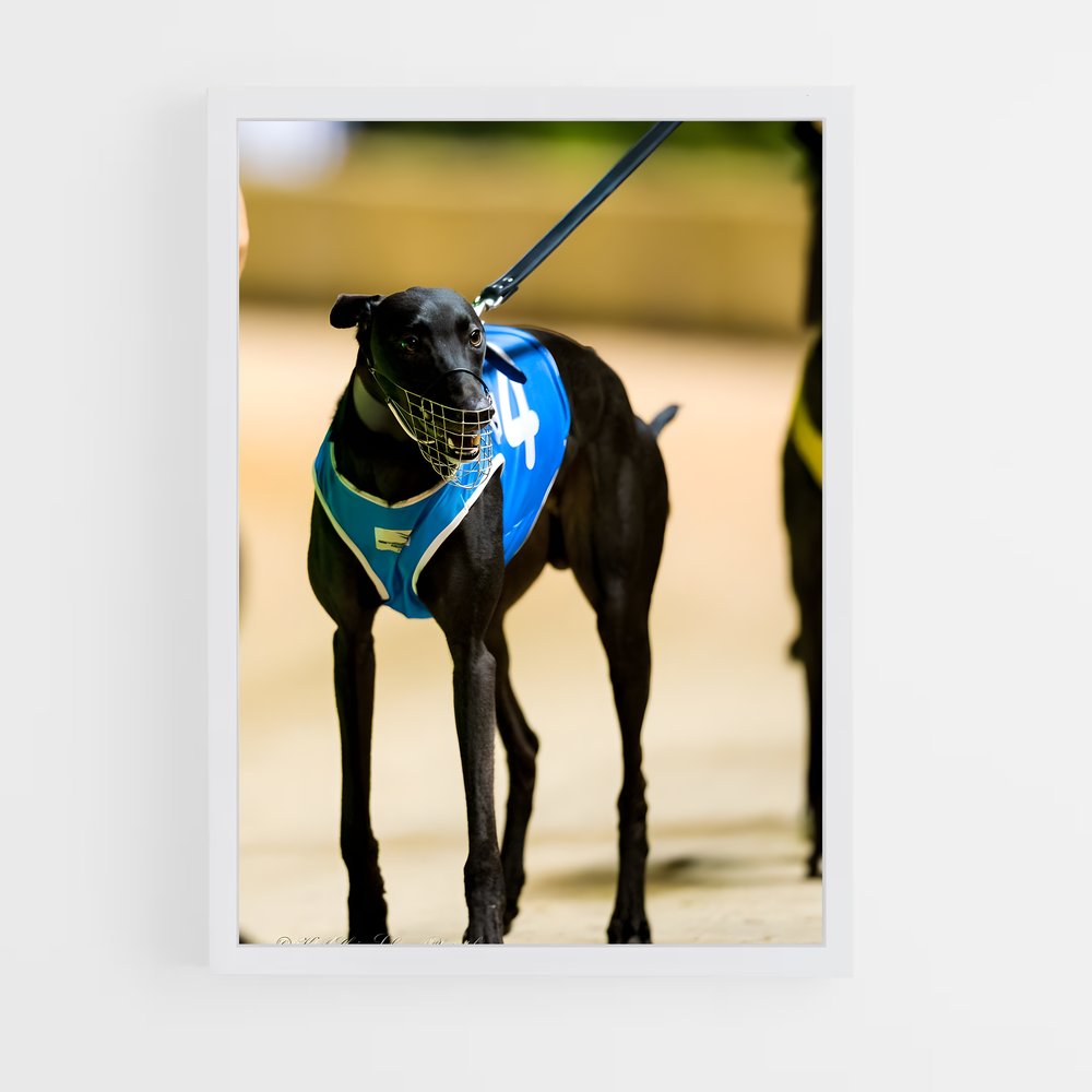 ap-greyhound racing-4 cadre Blanc