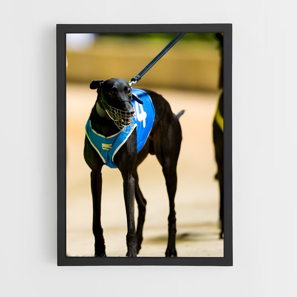 ap-greyhound racing-4 cadre Noir