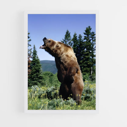 ap-grizzly bear-1 cadre Blanc