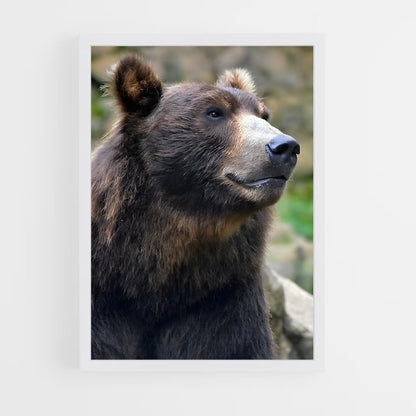 ap-grizzly bear-10 cadre Blanc