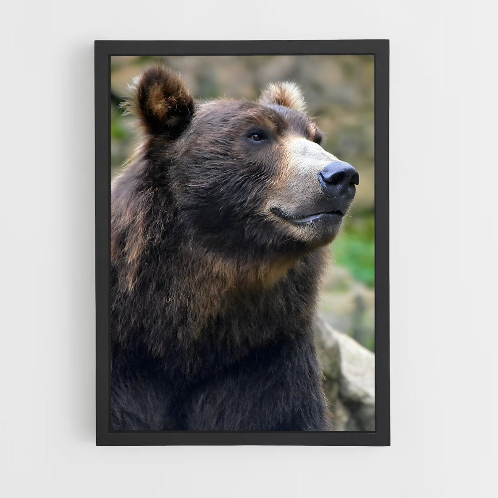 ap-grizzly bear-10 cadre Noir