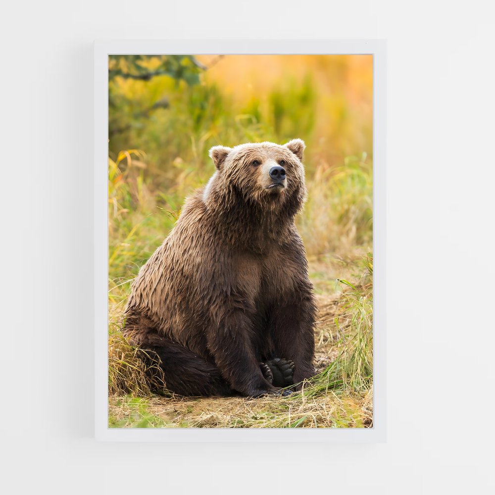 ap-grizzly bear-5 cadre Blanc