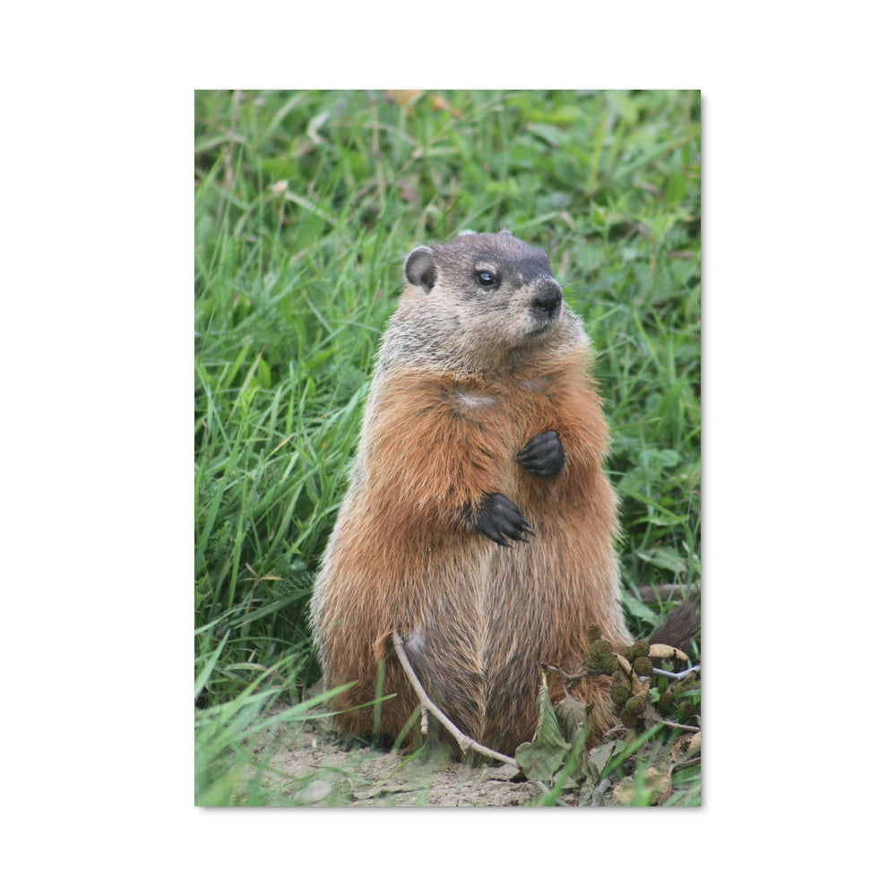 Poster Le Merveilleux Marmotte