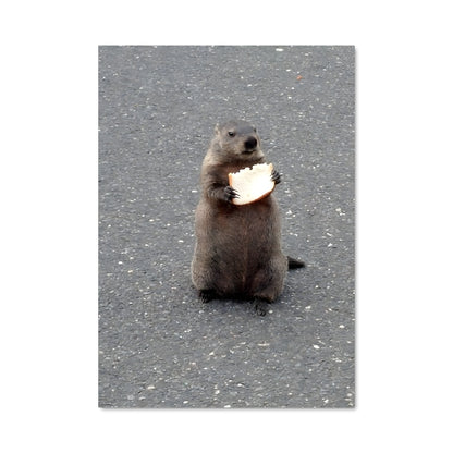 Poster Le Marmotton