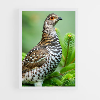 ap-grouse-1 cadre Blanc