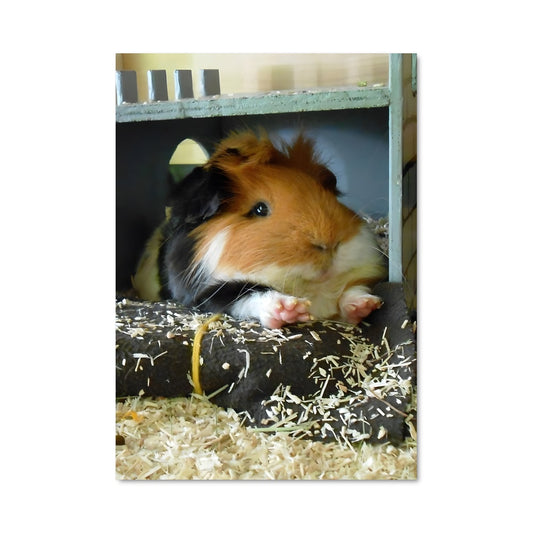 Poster Câlin de Cobaye