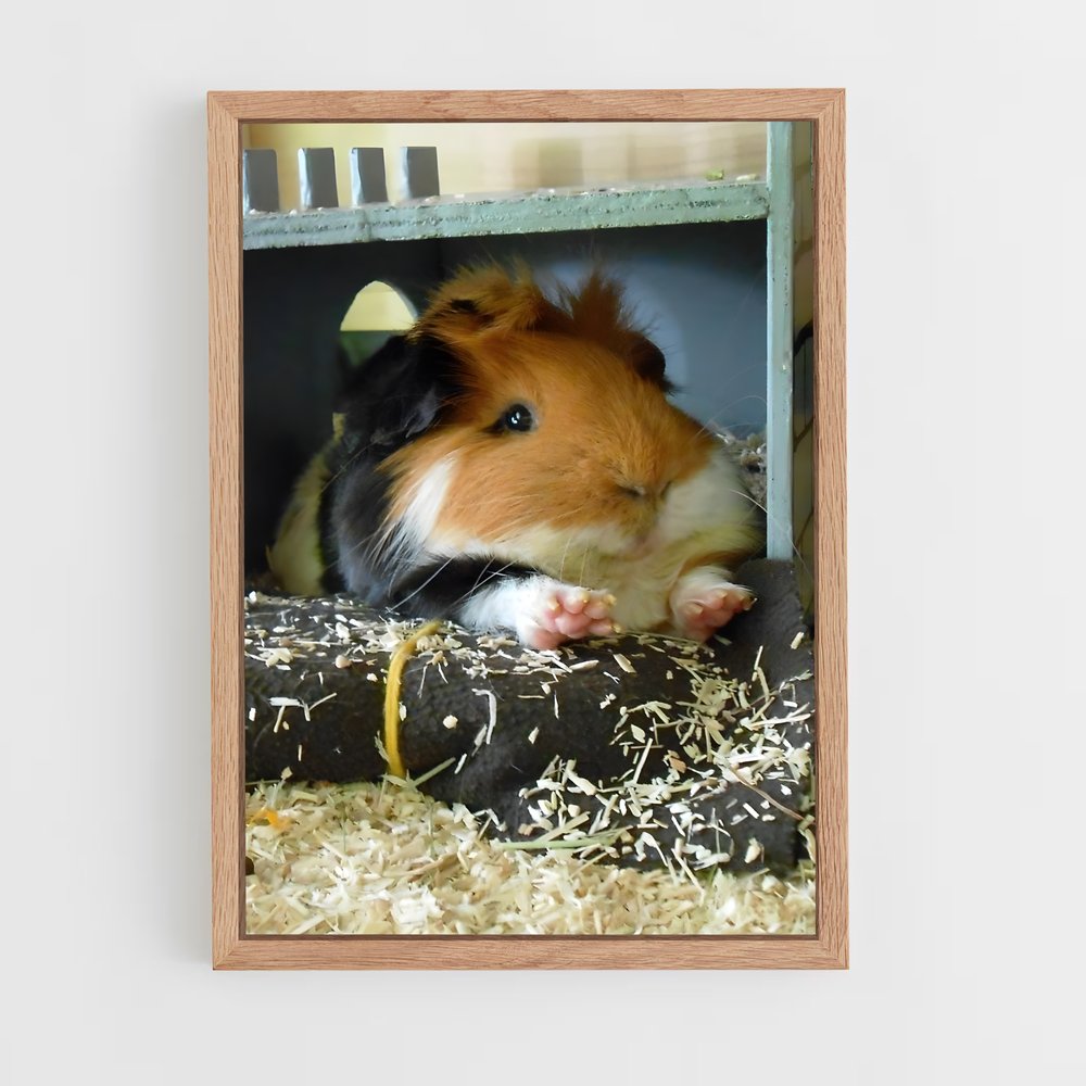 ap-guinea pig-1 cadre Bois clair