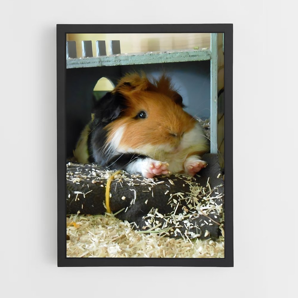ap-guinea pig-1 cadre Noir
