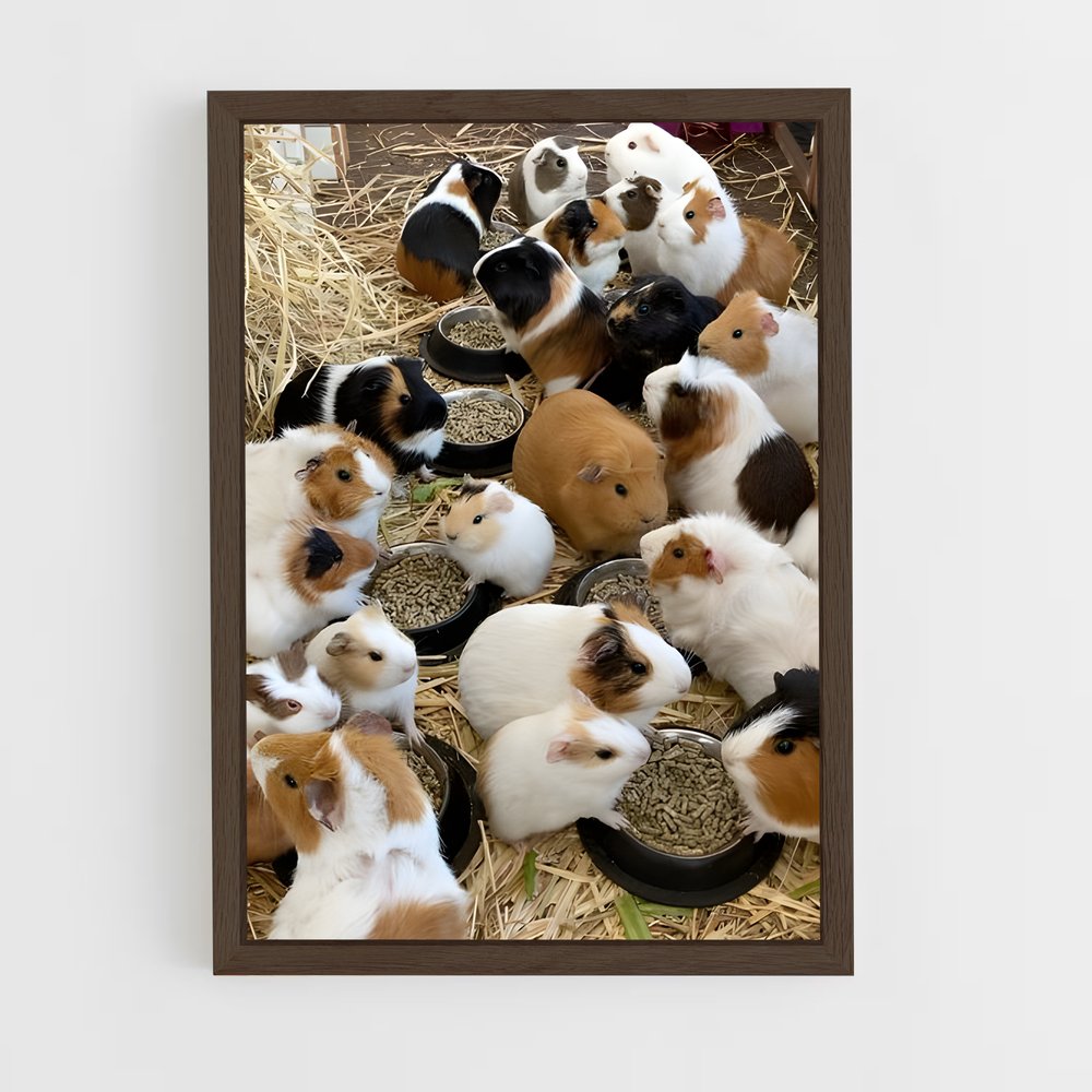 ap-guinea pig-2 cadre Bois foncé