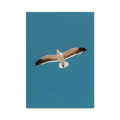 Poster Vol de Goéland
