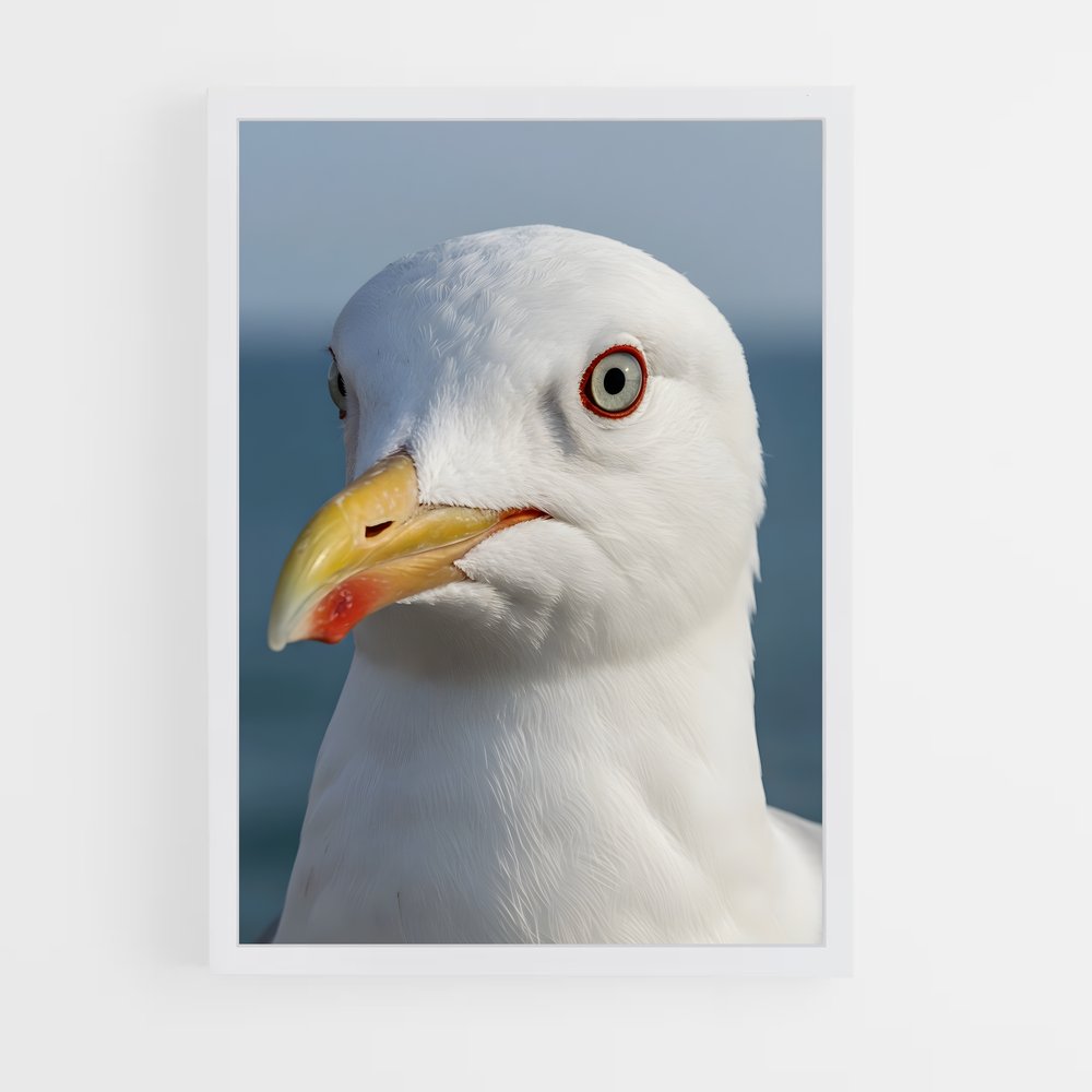 ap-gull-5 cadre Blanc