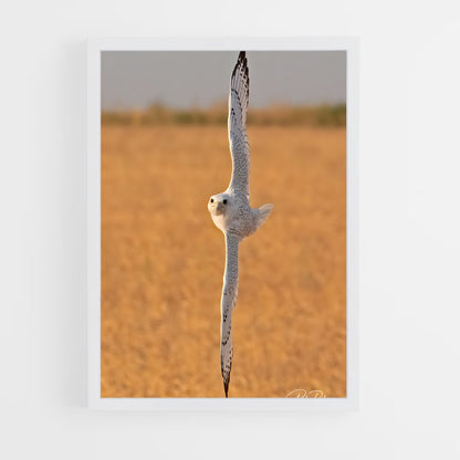 ap-gyrfalcon-4 cadre Blanc