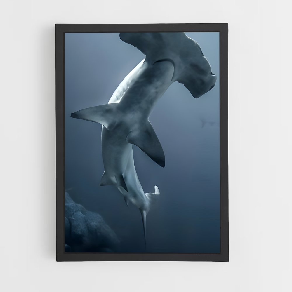 ap-hammerhead shark-2 cadre Noir