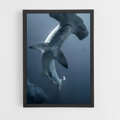 ap-hammerhead shark-2 cadre Noir