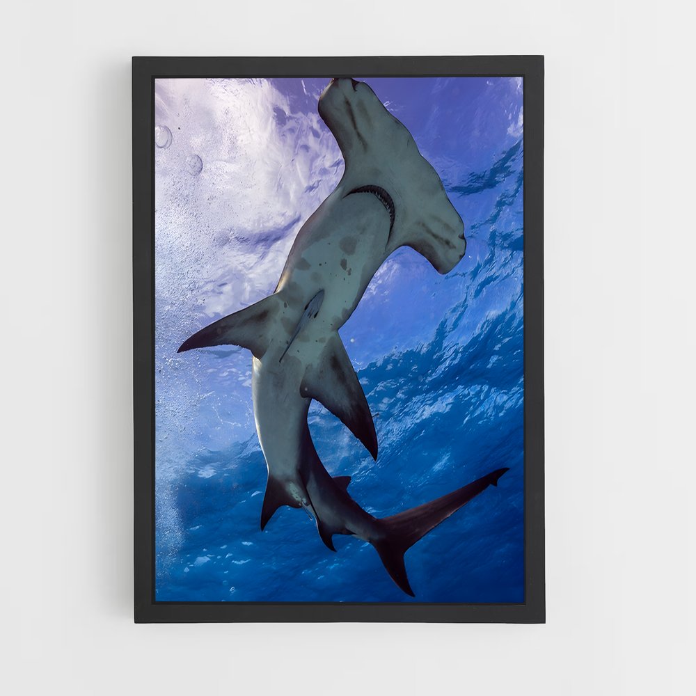 ap-hammerhead shark-3 cadre Noir