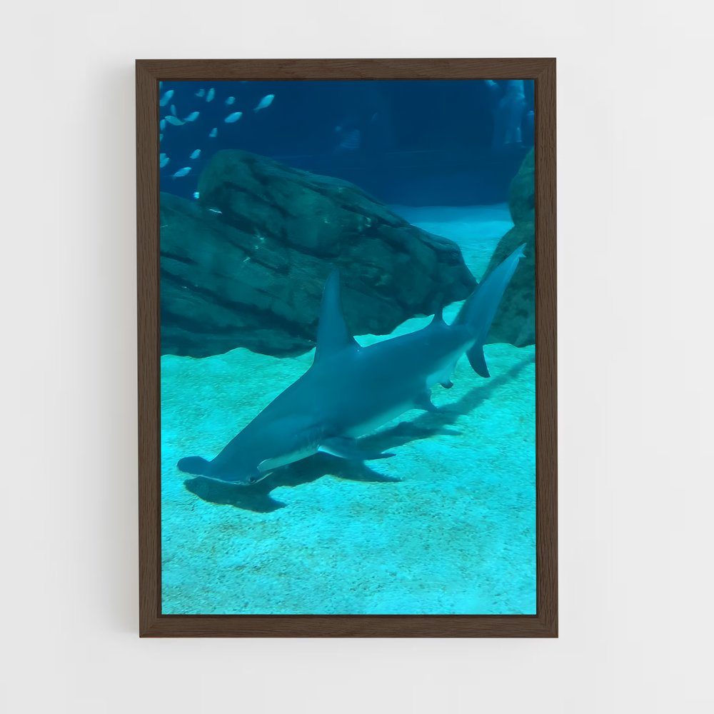 ap-hammerhead shark-4 cadre Bois foncé