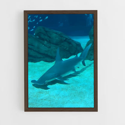 ap-hammerhead shark-4 cadre Bois foncé