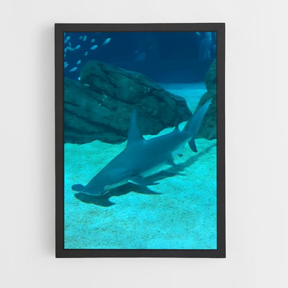 ap-hammerhead shark-4 cadre Noir