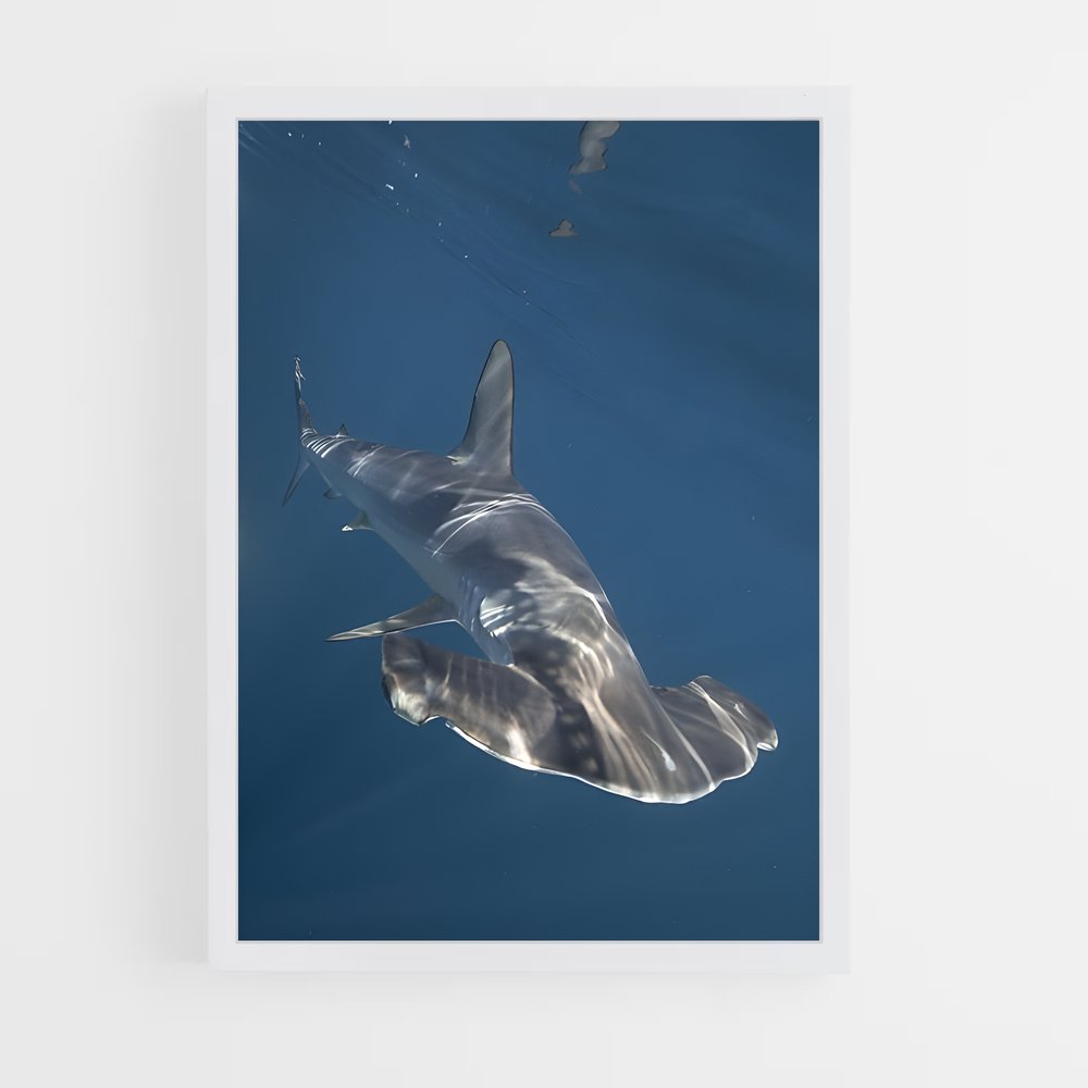 ap-hammerhead shark-5 cadre Blanc