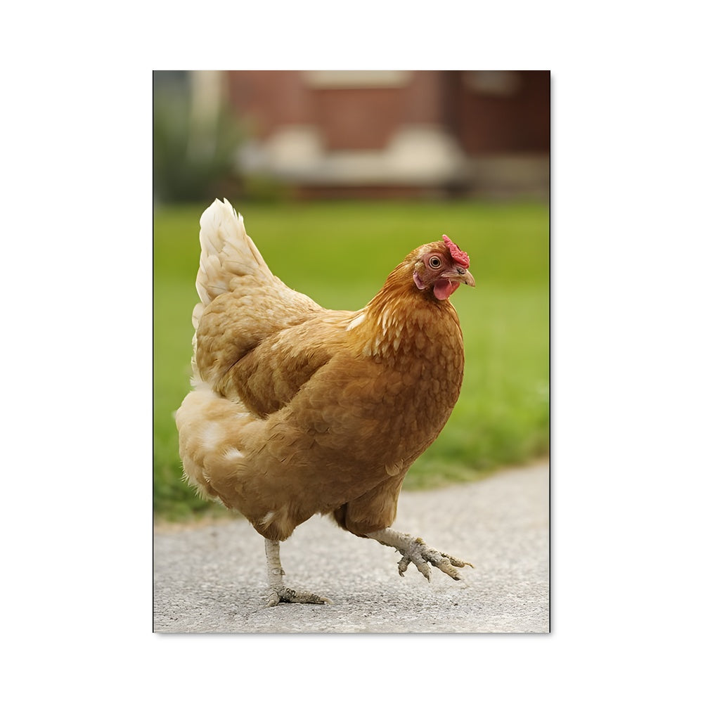 Poster Poule Pattes en Route