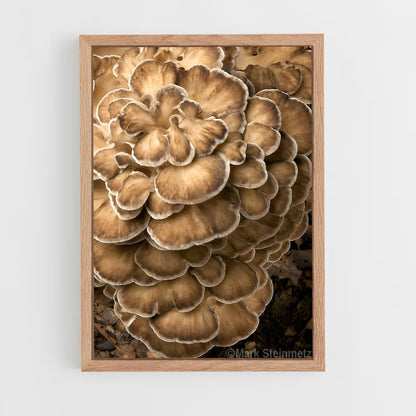 ap-hen of the woods-1 cadre Bois clair