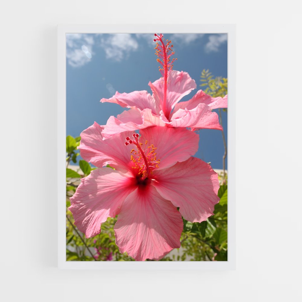 ap-hibiscus-10 cadre Blanc