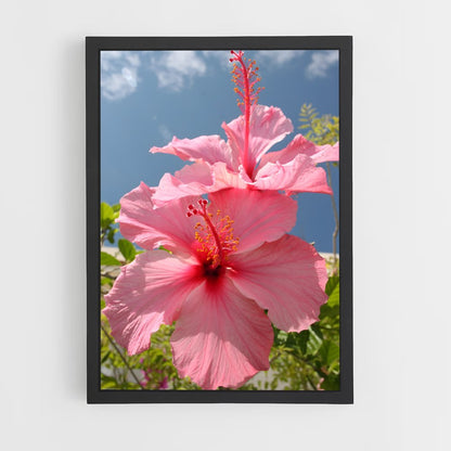 ap-hibiscus-10 cadre Noir