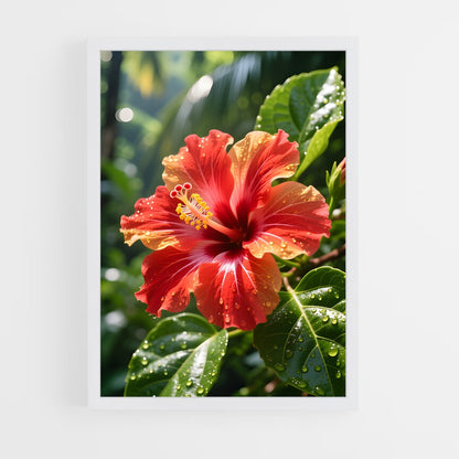 ap-hibiscus-12 cadre Blanc
