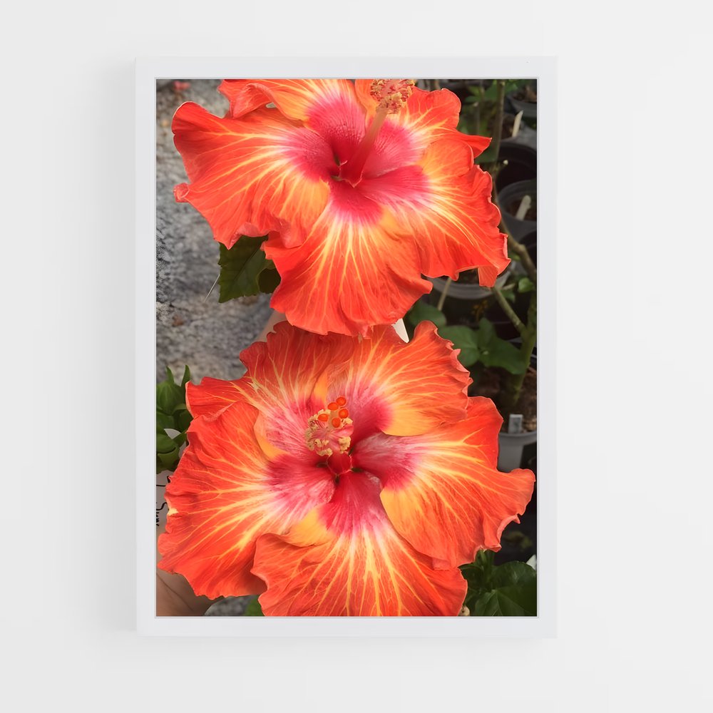 ap-hibiscus-15 cadre Blanc