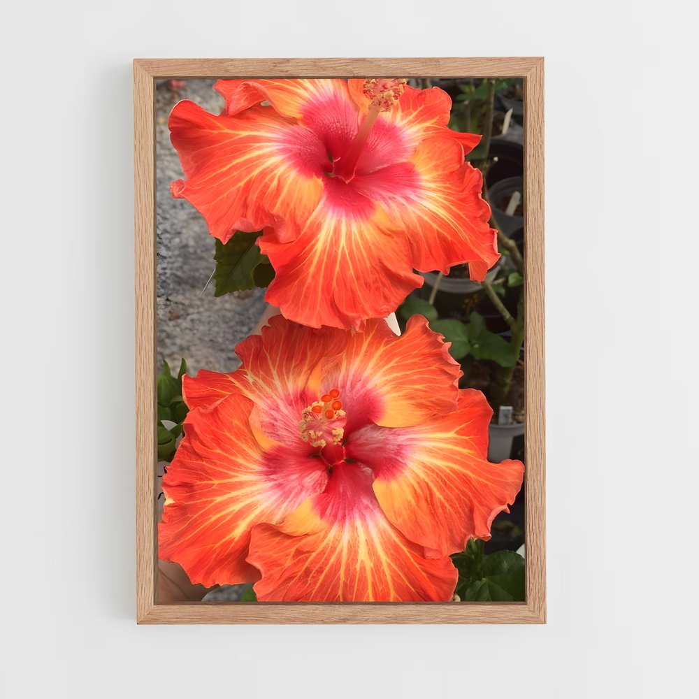 ap-hibiscus-15 cadre Bois clair
