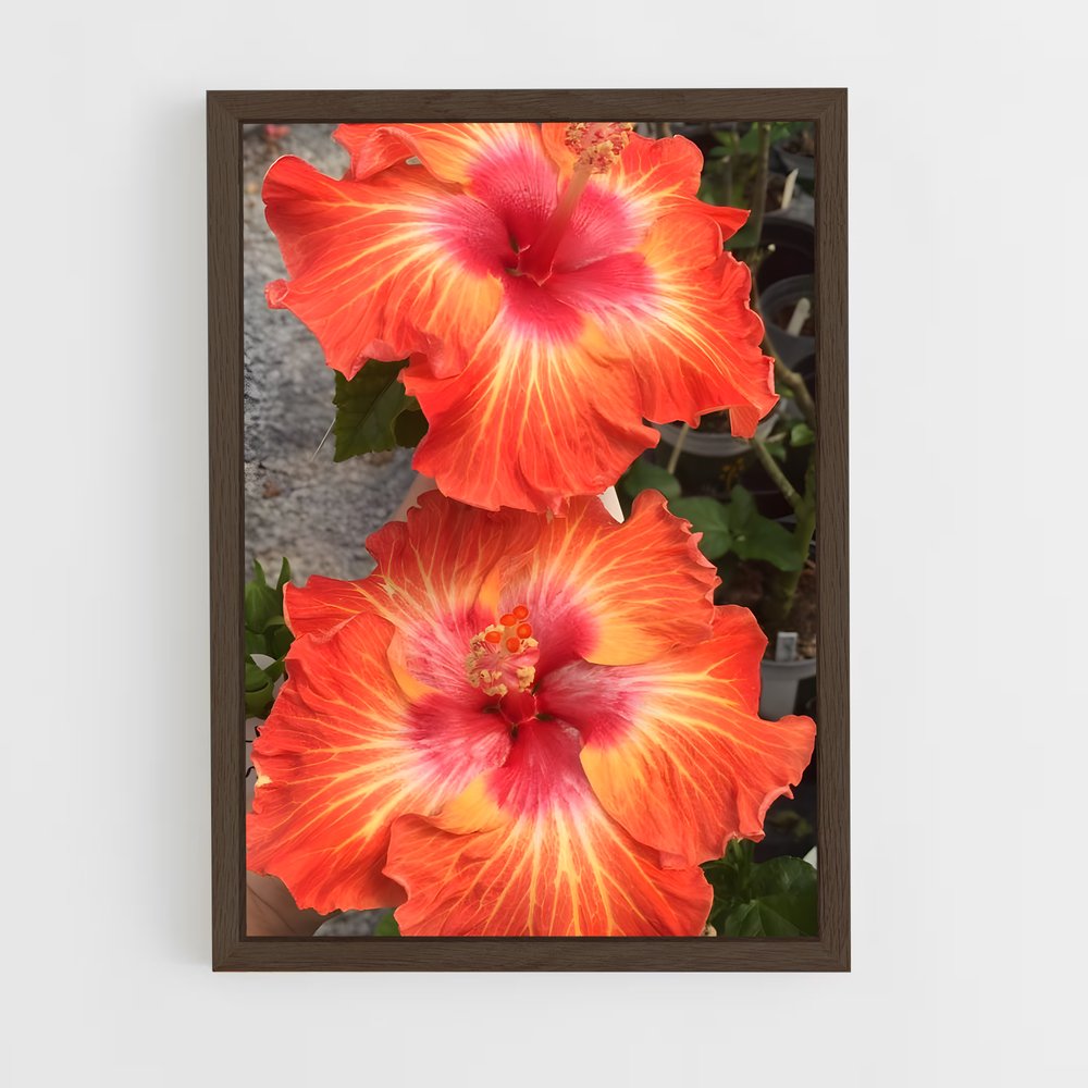 ap-hibiscus-15 cadre Bois foncé